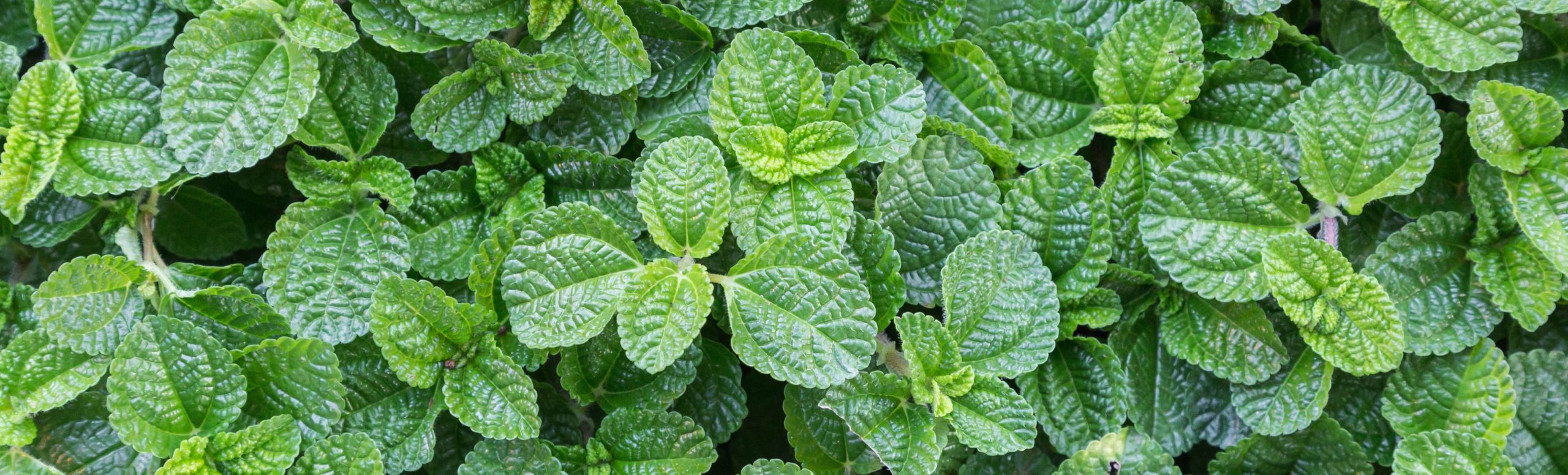 Hear Your Mind, Body and Spirit Spill Over with the Oohs and Ahs of Refreshing Peppermint