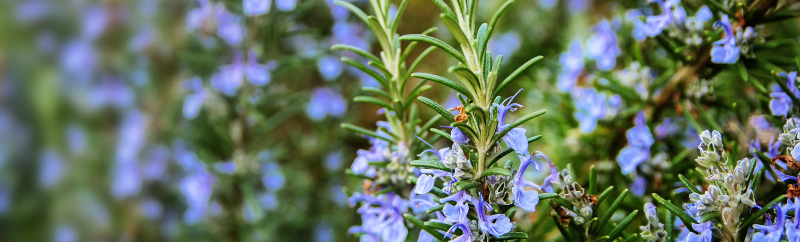 Rosemary: This Supportive Superstar is a Hall of Fame Aromatic