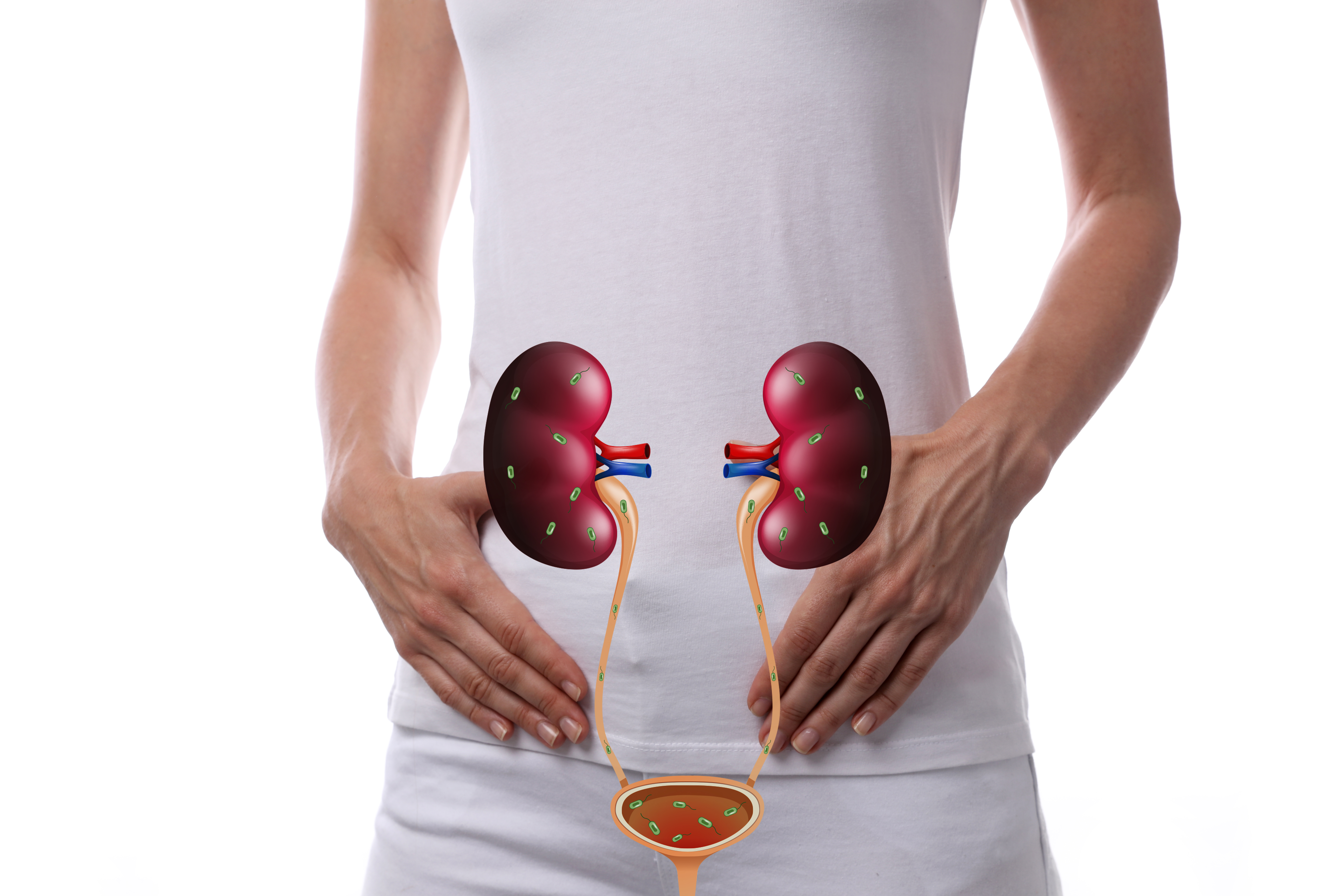 Image of kidney and bladder overlaying on stomach to showcase placement.